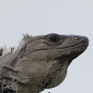Black iguana