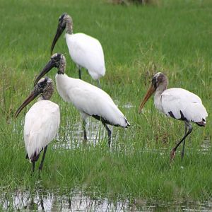 Wood storks