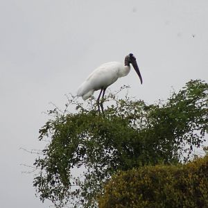Wood stork