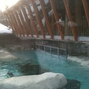Pacific Harbor Seal Exhibit
