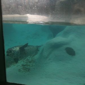 Pacific Harbor Seal -  Underwater Viewing
