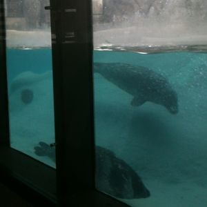 Pacific Harbor Seals