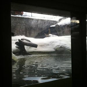 River Otter Exhibit - Underwater
