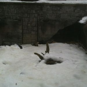 River Otter Exhibit