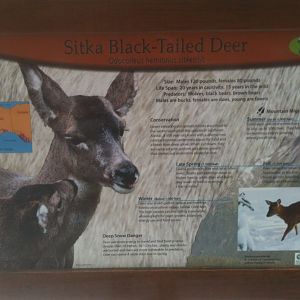 Sitka Black-tailed Deer Sign