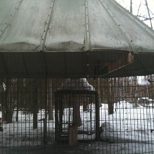 Great Gray Owl - Exhibit