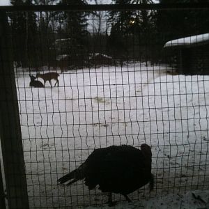 Sitka Black-tailed Deer and Domestic Turkey