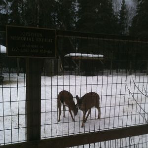 Sitka Black-tailed Deer