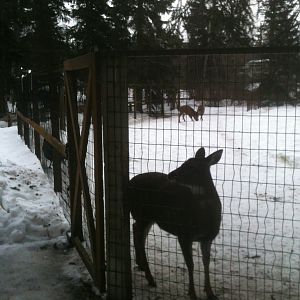 Sitka Black-tailed Deer Exhibit