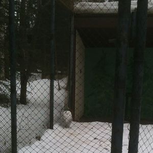 Snowy Owl