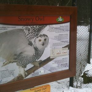 Snowy Owl Education Sign