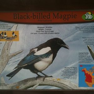 Black-billed Magpie Educational Sign