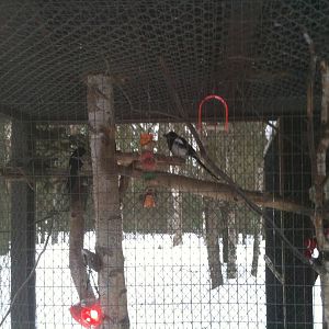 Black-billed Magpie Exhibit