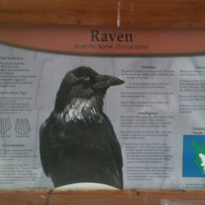 Raven Educational Sign