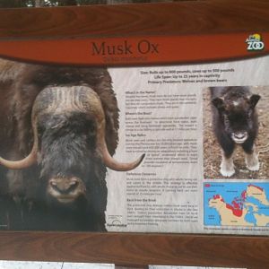 Musk Ox Edicational Sign