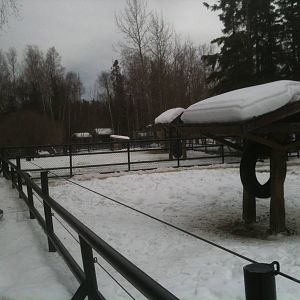 Musk Ox Paddocks (three Greenland Musk Oxen)