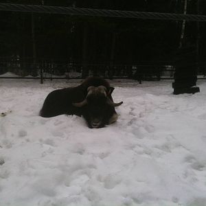 Musk Ox