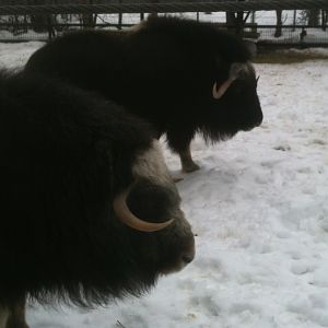 Greenland Musk Ox