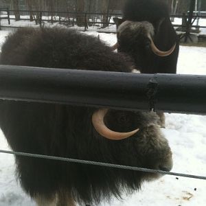 Greenland Musk Oxen