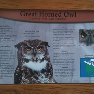 Great Horned Owl Sigm
