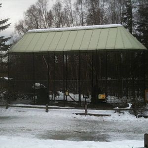 Great Horned Owl Exhibit