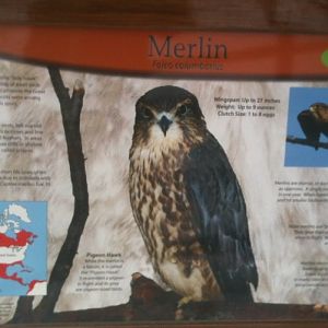Merlin Educational Sign