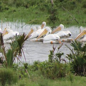 American white pelicans