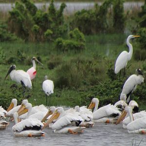 Pelicans, wood storks, a great white egret and a roseate spoonbill