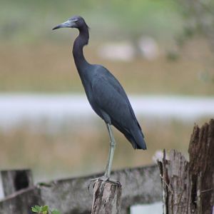 Little blue heron