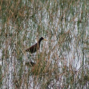 Northern jacana