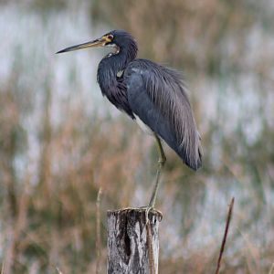 Tricolored heron