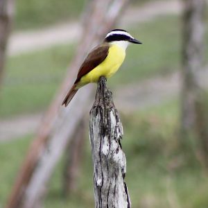 Great kiskadee