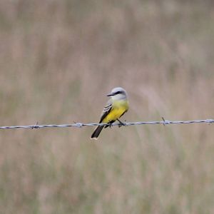 Kingbird species ID