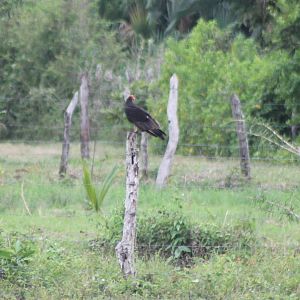 Lesser Yellow-headed vulture