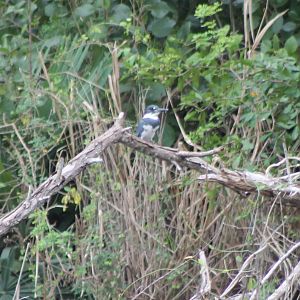 Belted kingfisher, male