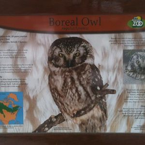 Boreal Owl Education Sign