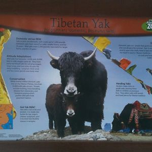 Tibetan Yak Educational Sign