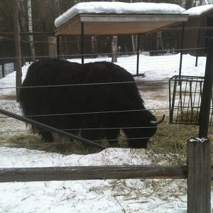 Tibetan Yak - Domestic