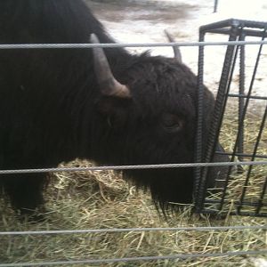 Tibetan Yak - Domestic