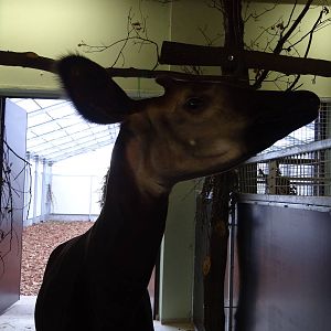 Okapi