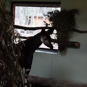 Okapi