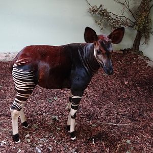 Okapi