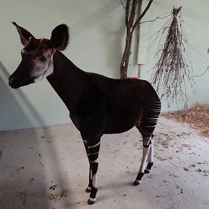 Okapi