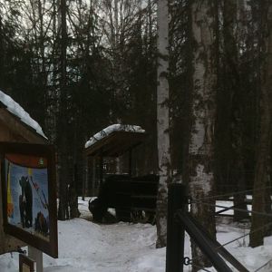 Tibetan Yak - Domestic