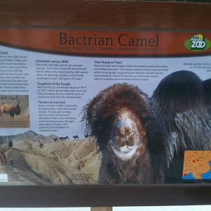 Bactrian Camel Educational Sign