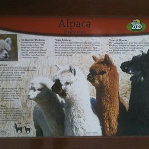 Alpaca Educational Sign