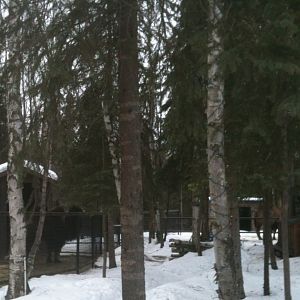 Bactrian Camel - Domestic