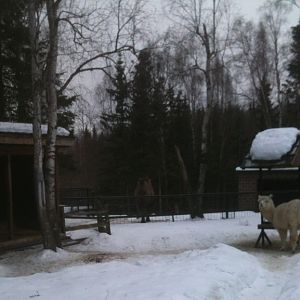 Alpacas and Bactrian Camel