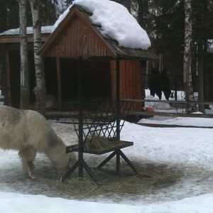 High Altitude Domestics - Yak, Alpaca, Camel