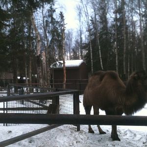 Bactrian Camel - Domestic